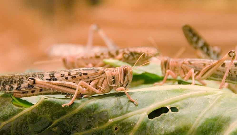 Locusts on leaves
