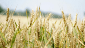 Scientists harness gene editing for climate-resilient wheat