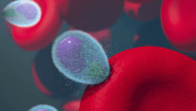 Q&A: Unlocking the malaria parasite’s genetic code