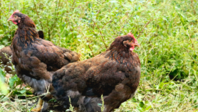 Vigilance needed to avert spread of bird flu to humans