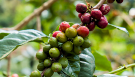 Why plant health matters for One Health systems