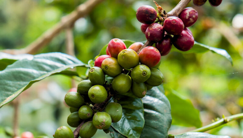 At Gibb's Farm, Karatu, Tanzania.
