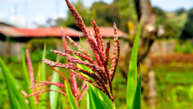 How can better data curb Africa’s crop loss crisis?