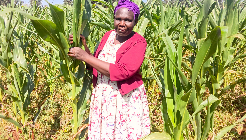 Salome Hamala from Kimilili sub-county in Bungoma County in western Kenya says she faces pre-harvest crop loses occasioned by climatic factors, pests and diseases.
