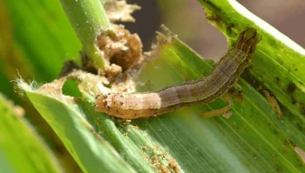Conflict in the Middle East could hamper Iran’s response to the devastating crop pest, fall armyworm, experts warn.