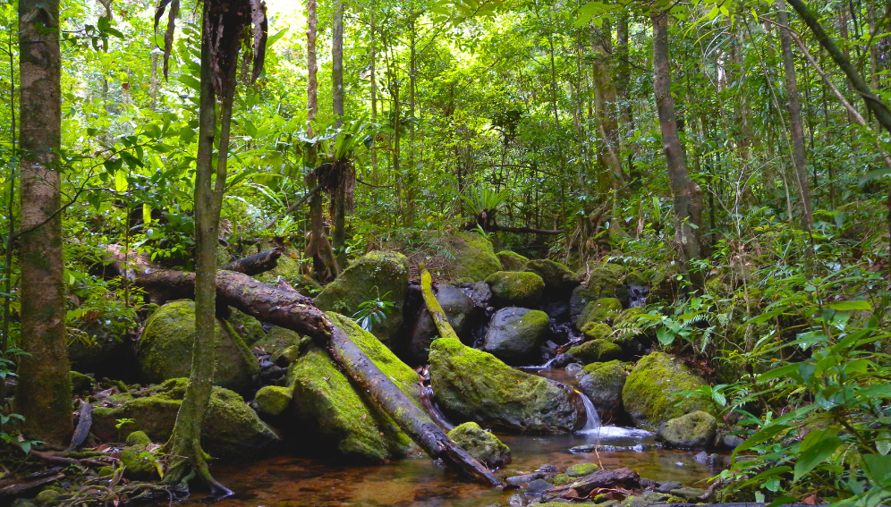 AI sifts Africa’s natural remedies for drug discovery