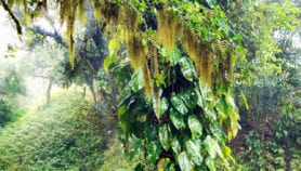 Degradation of Brazil’s Atlantic Forest laid bare