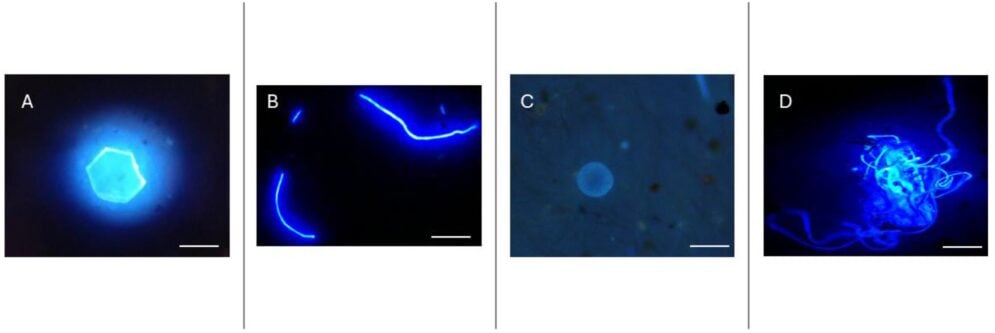 Microscopic images of microplastics found on Flamengo Beach: a) glitter, b) fibres, c) granules, d) tangled fibres.