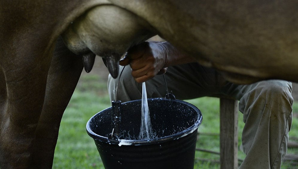 Milking. Photo by Pedro Laguna