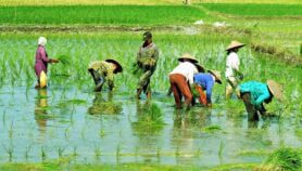Rising temperatures, carbon could bump up arsenic in rice
