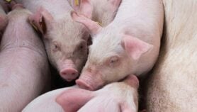Philippines steps up fight against African Swine Fever