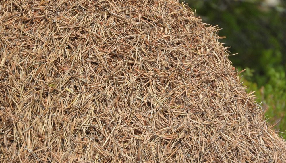 pine needles-main