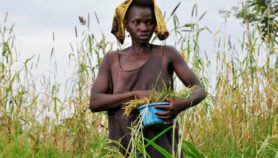 Urgent need for farm climate adaptation cash: report