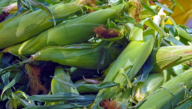 Push-pull tech ‘controls pests, increases maize yields’