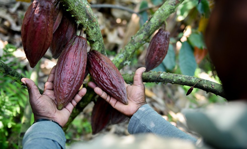 Cocoa is a strategic crop for Colombia. Credit: CIAT/Neil Palmer under Lic. CC, attrib. 2.0