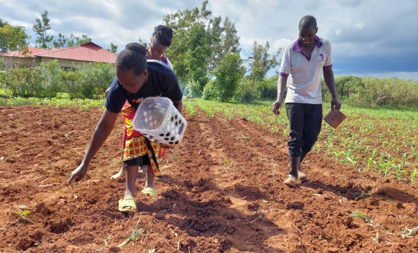 The Toothpick Company Ltd arms smallholder farmers with bio-herbicide technology to help them kill striga, a destructive parasitic weed attacking the roots of staple crops in sub-Saharan Africa. Photo: Claire Baker