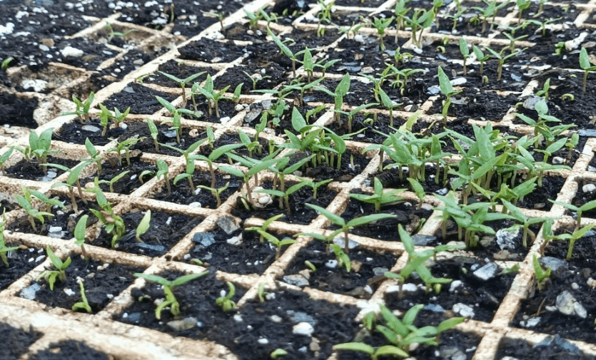 Seeds sown among Gaza rubble offer hope of food