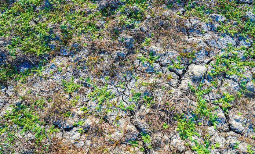 As climate change warms the Indian Ocean basin, temperatures soar above 50C. 