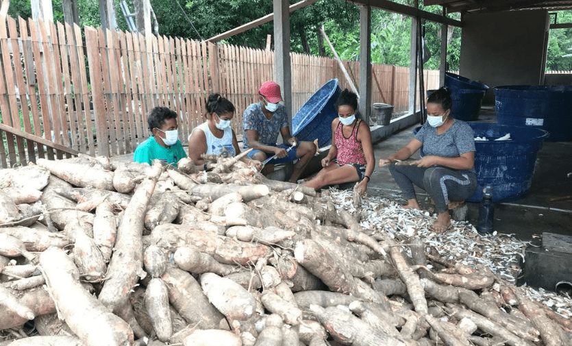 Cassava yields increased by 50 per cent after researchers and producers of the Juruá region developed strategies suitable to that specific reality. Credit: Courtesy of the Juruá Central Cooperative for SciDev.Net