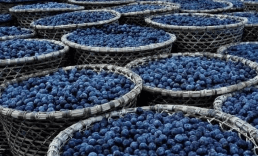 Açaí fruit. Credit: Michelle Kovacevic/Cifor-Icraf. CC, Atrib. 4.0