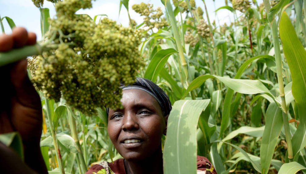 Nyando climate-smart villages are home to a mix of technologies tailored to boost farmers’ ability to adapt to climate change, manage risks and build resilience. These technologies will in turn improve livelihoods & incomes Credit-S.Kilungu (CCAFS)