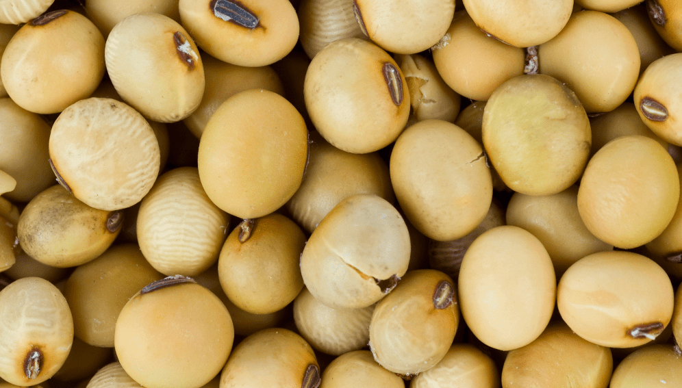 Soya beans - depositphotos.com