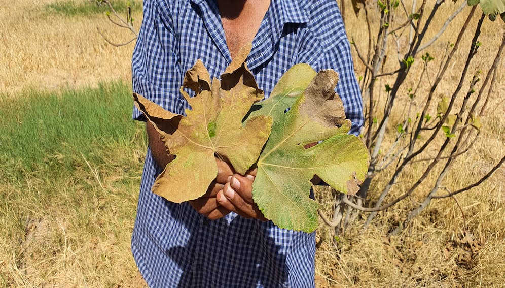 Dry and damaged fig leaves following a red spider mite infestation.