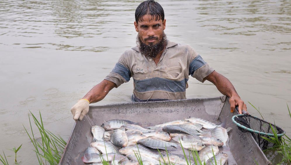 Freshly harvested tilapia in Jessore, Bangladesh. Photo by Yousuf Tushar / WORLDFISH