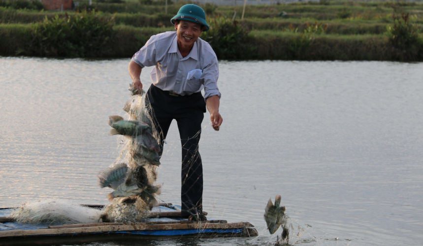 Harvesting tilapiaMr. Truong Van Mien is happy with his harvested tilapia. Growing mono-sex tilapia in brackish water shrimp ponds is a climate-smart practice as it is more resilient to higher salinity and water temperatures. Photo: Amy Cruz (CCAFS)