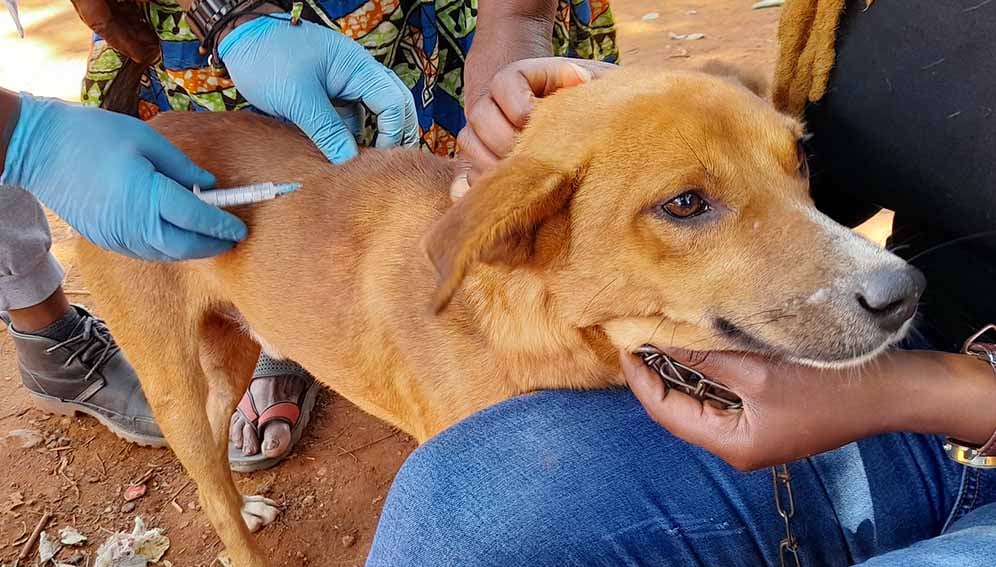 vaccntng_dog_MAIN Dog vaccines and cold-chain innovations propel Tanzania towards 2030 rabies elimination goal.