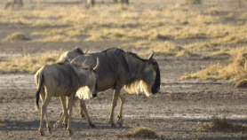 Urban development threatens wildebeest migration