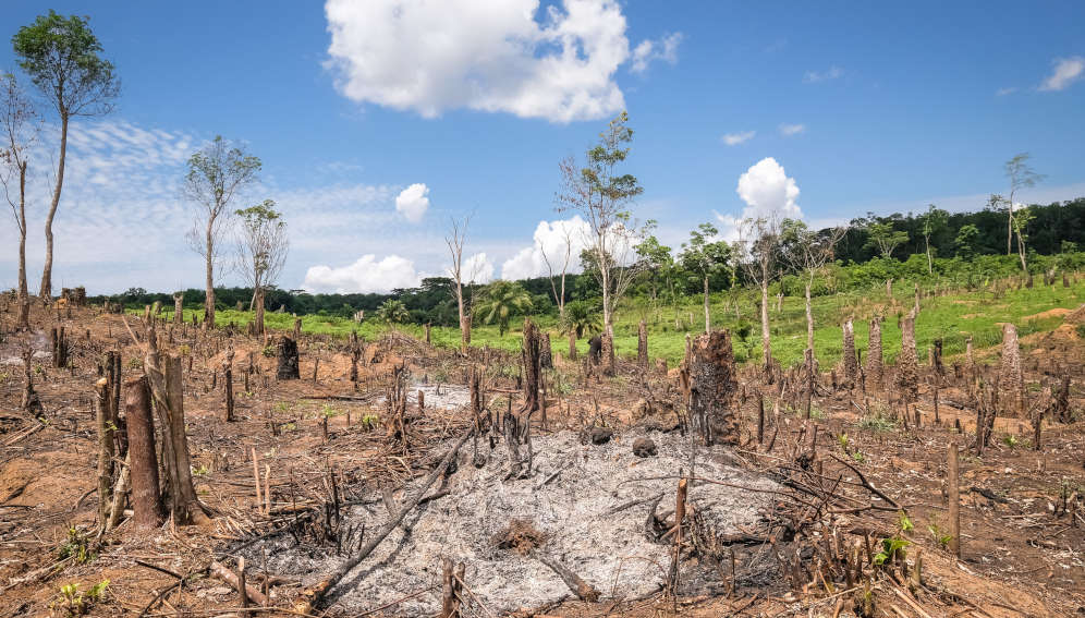 Tshopo forest, Democratic Republic of Congo