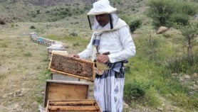 Yemen’s drug growers sour prized Sidr honey trade